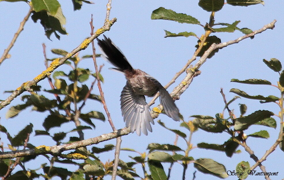 Long-tailed Titadult, Flight