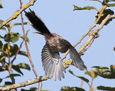 Long-tailed Tit