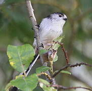 Long-tailed Tit