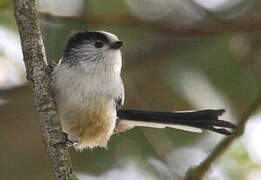 Long-tailed Tit