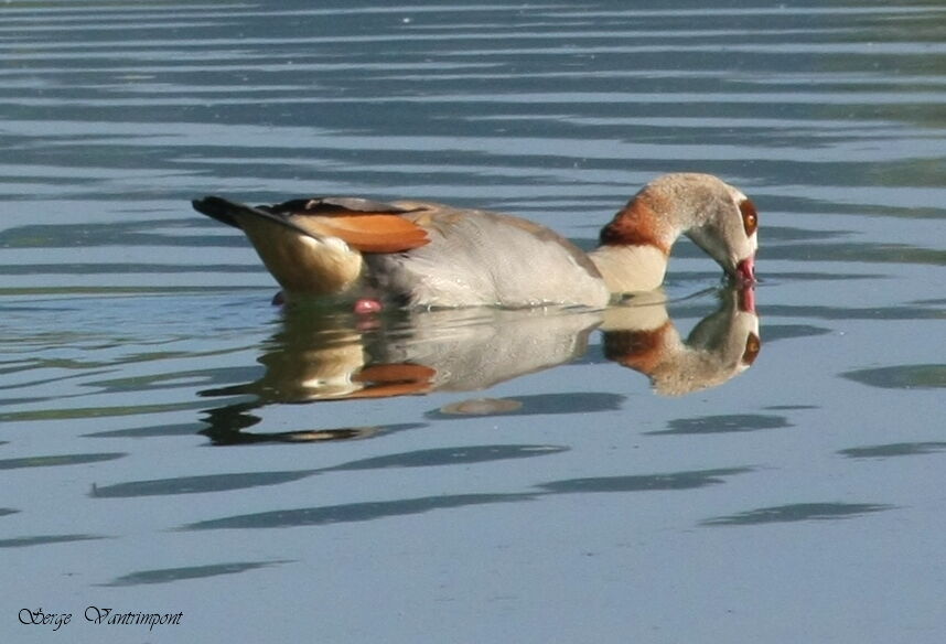 Egyptian Gooseadult, Behaviour