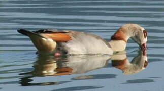 Egyptian Goose