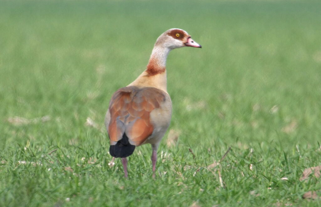 Egyptian Gooseadult, identification, Behaviour