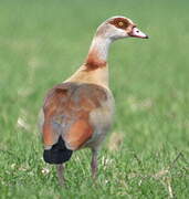 Egyptian Goose