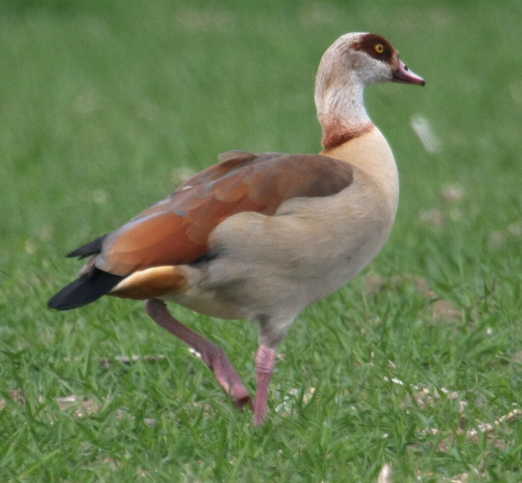 Egyptian Gooseadult, identification, Behaviour