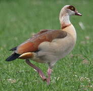 Egyptian Goose