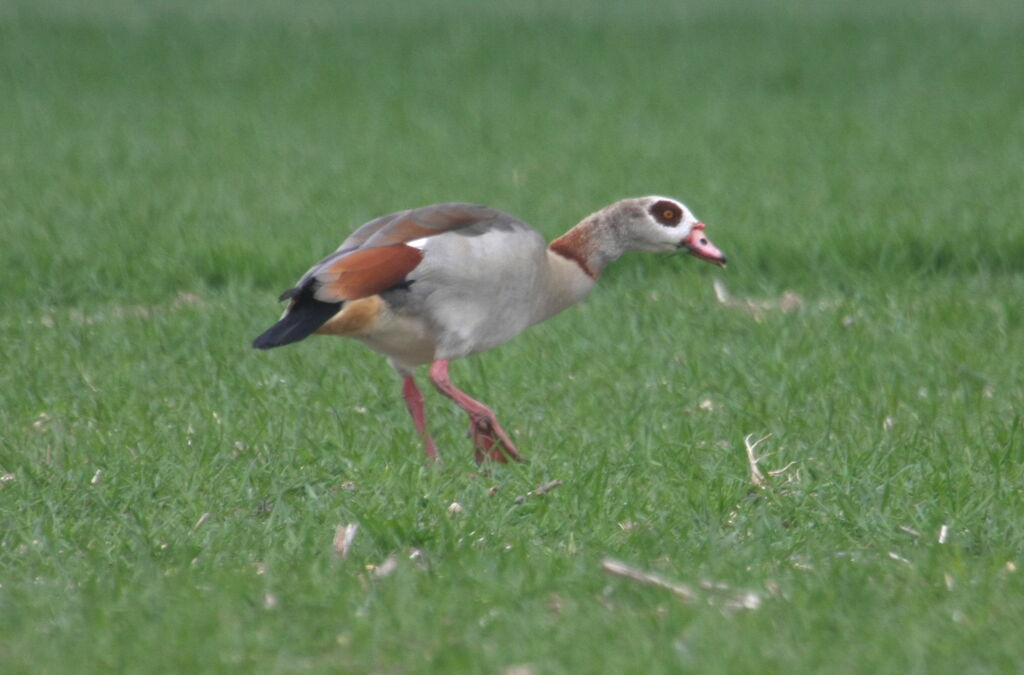 Egyptian Gooseadult, identification, Behaviour