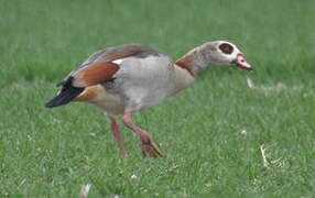 Egyptian Goose