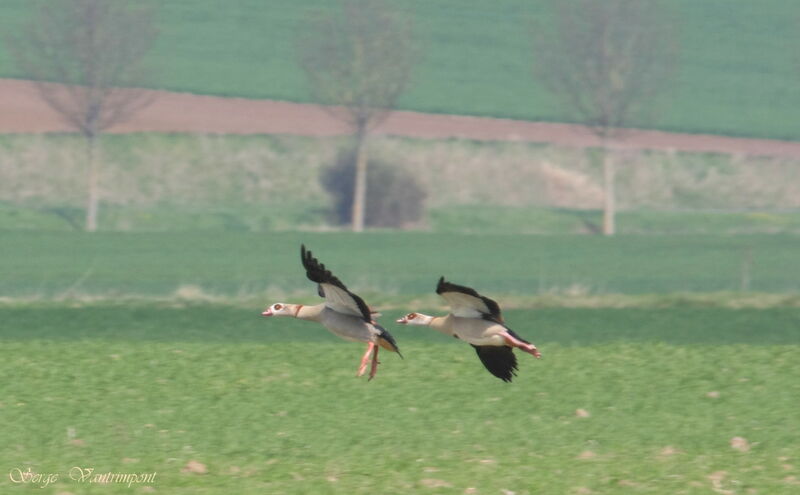 Egyptian Goose adult, Flight