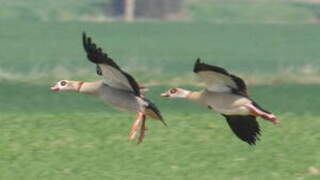 Egyptian Goose