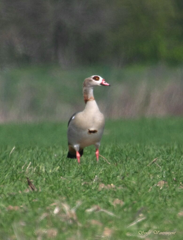 Egyptian Gooseadult, identification, Behaviour