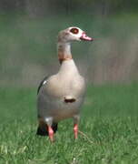 Egyptian Goose