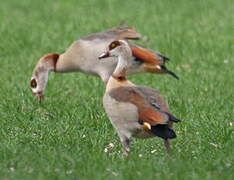 Egyptian Goose