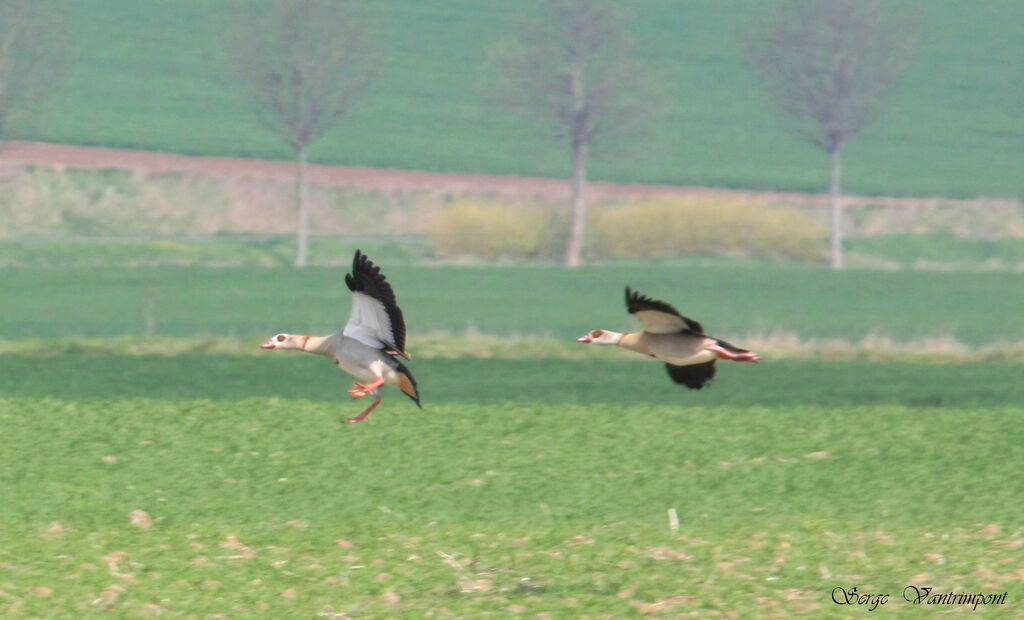 Egyptian Goose adult, Flight