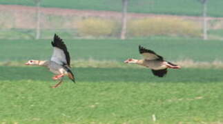 Egyptian Goose