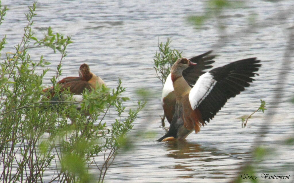 Egyptian Goose adult, Behaviour