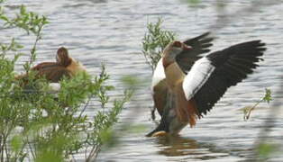 Egyptian Goose