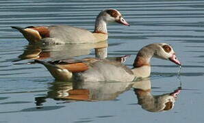 Egyptian Goose