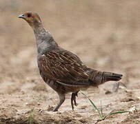 Grey Partridge