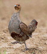 Grey Partridge