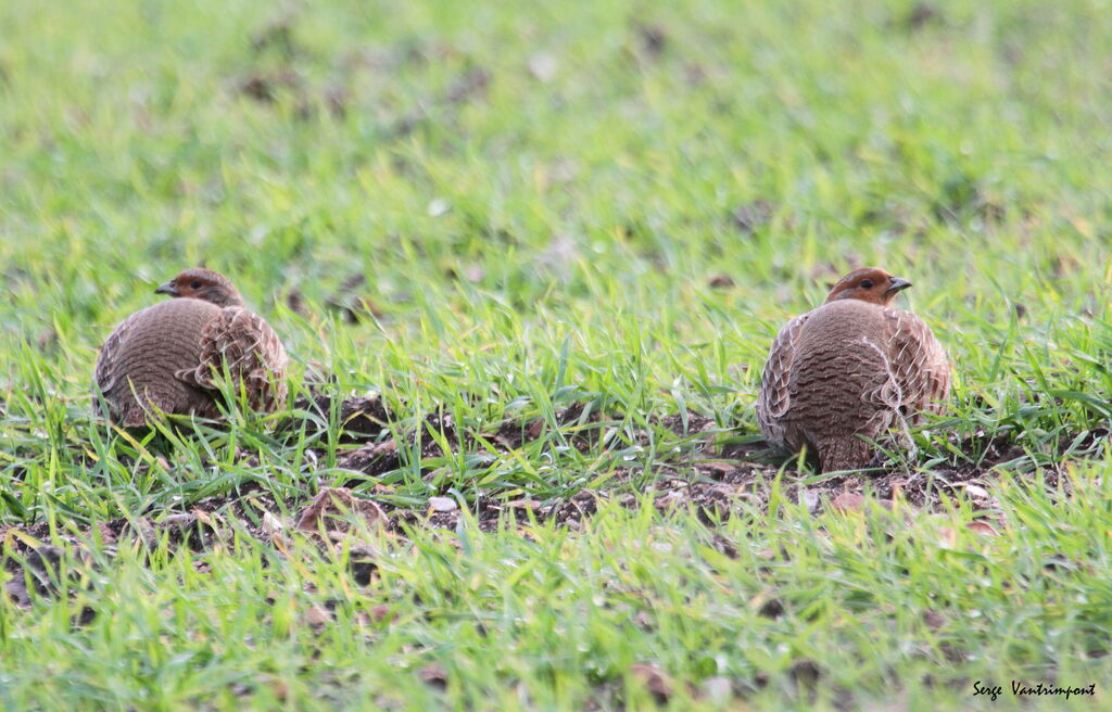 Grey Partridge adult, Behaviour