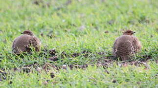 Grey Partridge