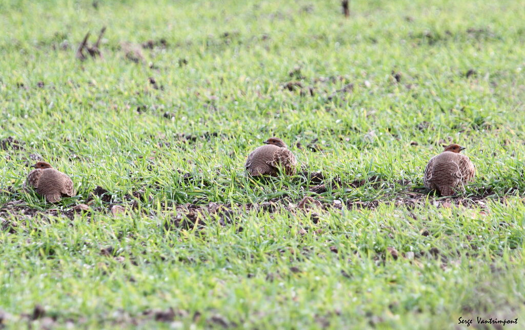 Grey Partridgeadult, Behaviour