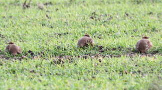 Grey Partridge