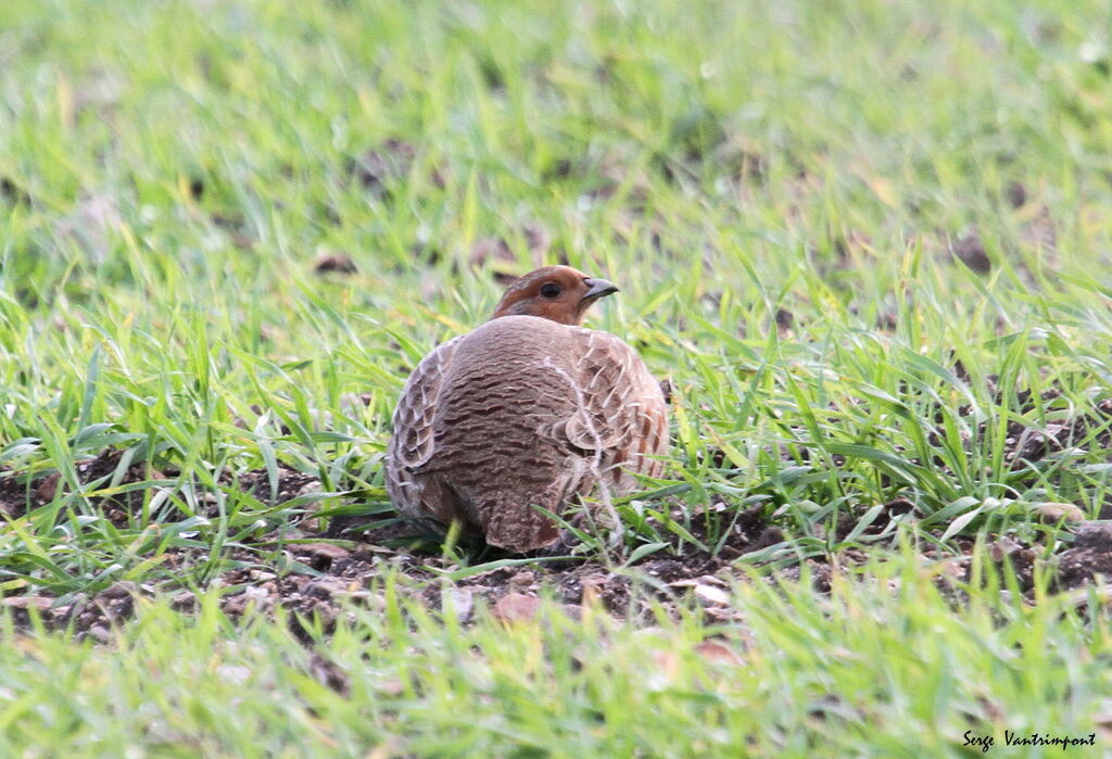 Grey Partridgeadult, Behaviour