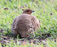 Grey Partridge