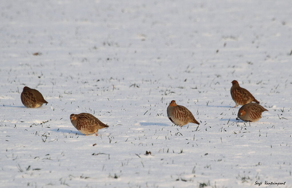 Grey Partridgeadult, Behaviour