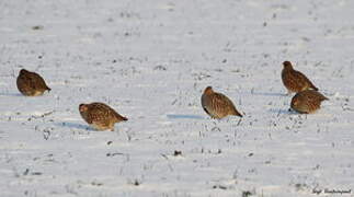 Grey Partridge