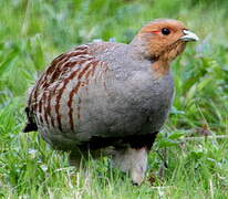 Grey Partridge