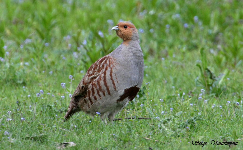 Grey Partridge, Behaviour