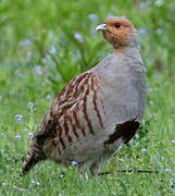 Grey Partridge