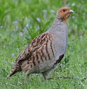 Grey Partridge