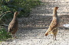 Grey Partridge