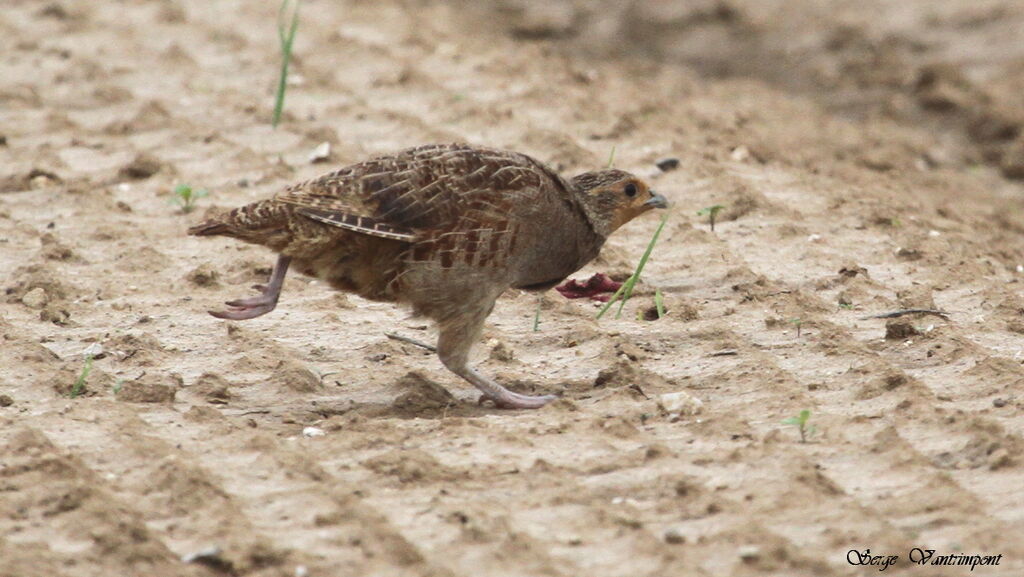 Grey Partridgeadult, Behaviour