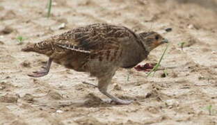 Grey Partridge