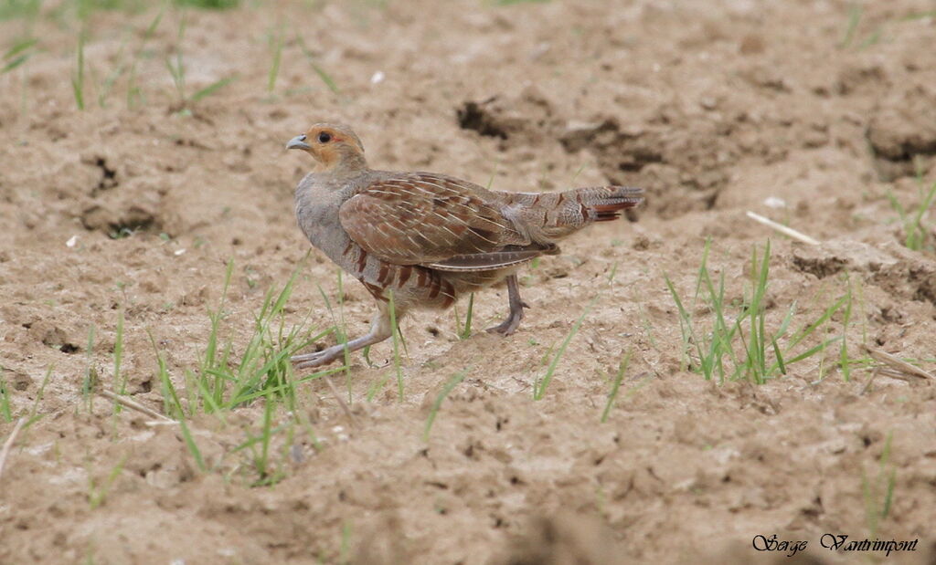 Grey Partridgeadult, Behaviour