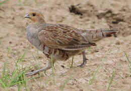 Grey Partridge