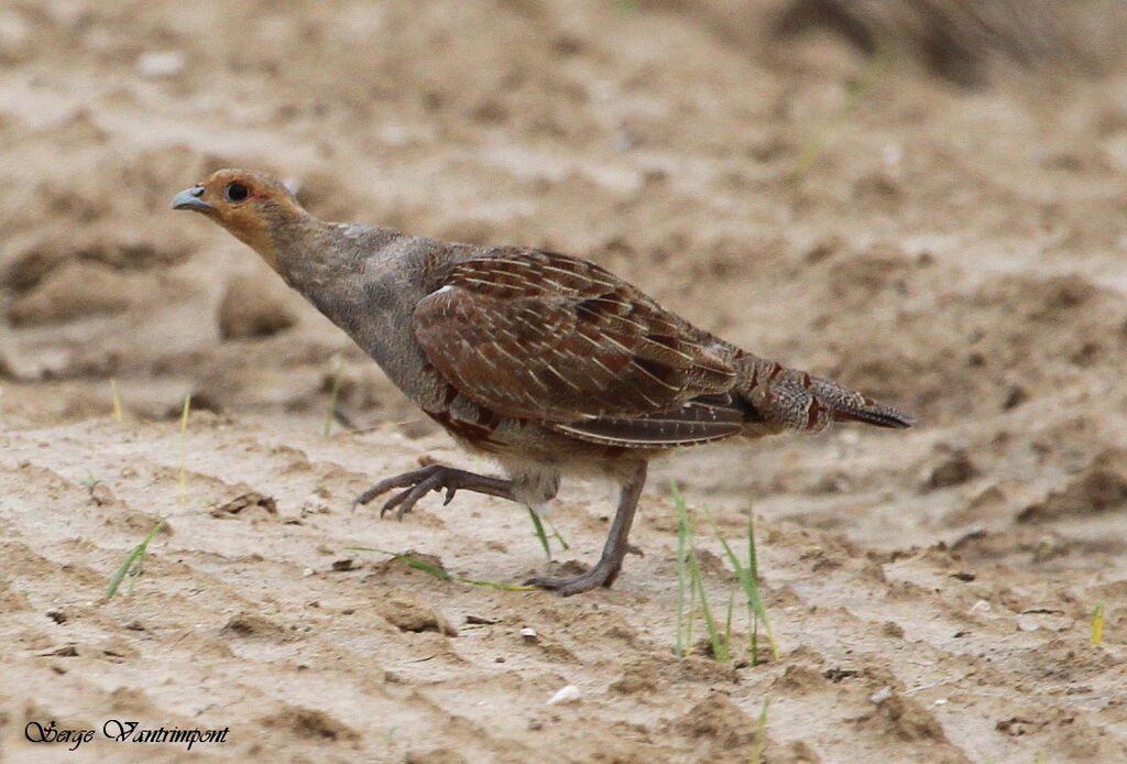 Grey Partridgeadult, Behaviour