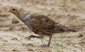 Grey Partridge