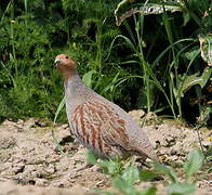 Grey Partridge