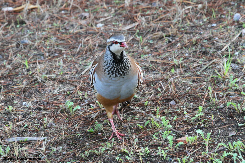 Red-legged Partridgeadult, Behaviour