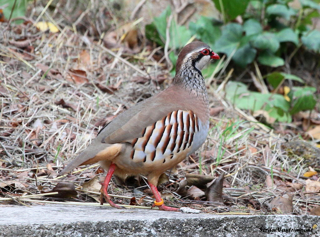 Red-legged Partridgeadult, Behaviour