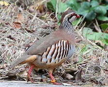 Red-legged Partridge