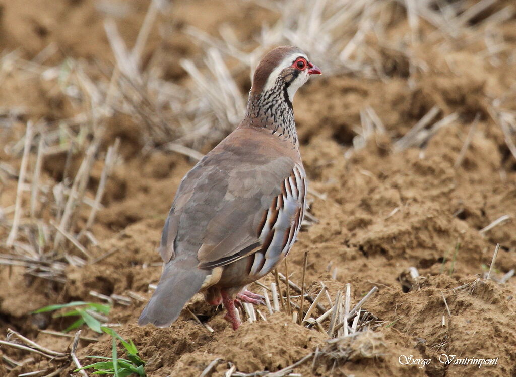 Red-legged Partridgeadult, identification