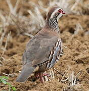 Red-legged Partridge