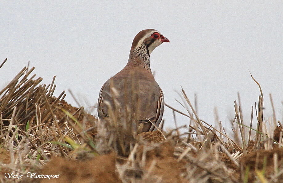 Perdrix rougeadulte, identification, Comportement